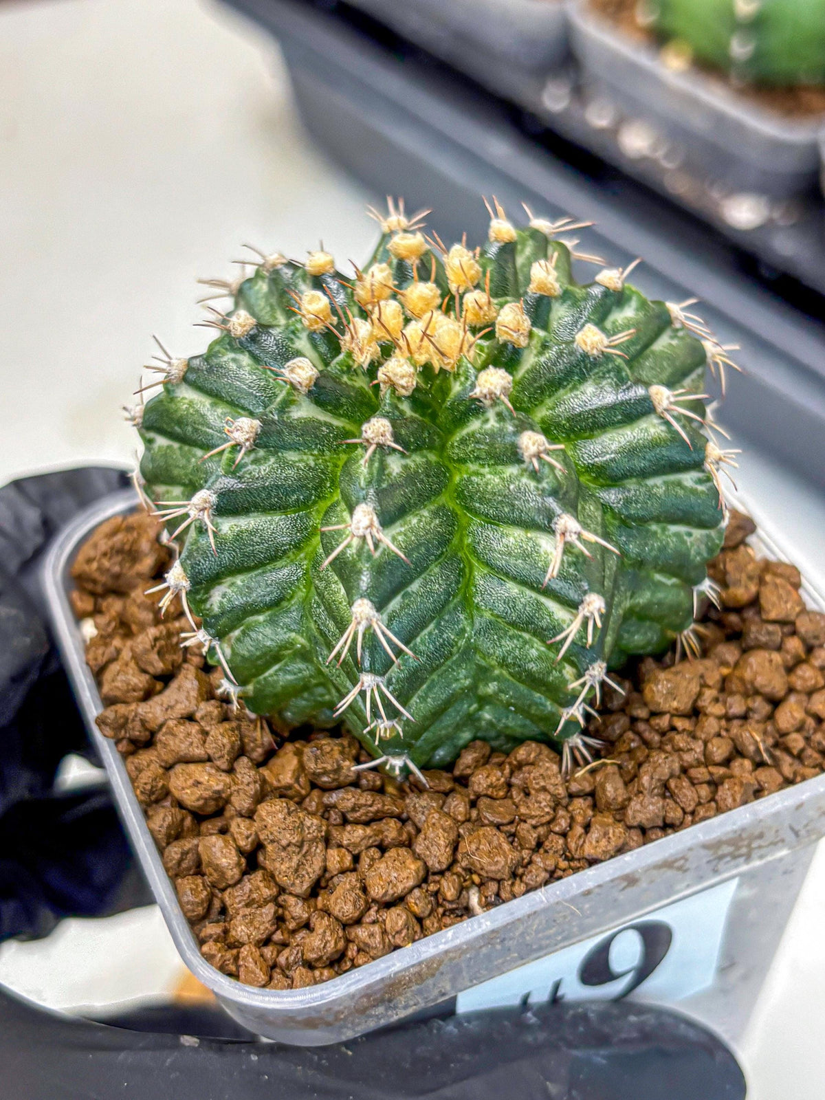 Gymnocalycium White Witcher (gy11) (9) | Collectable Plant