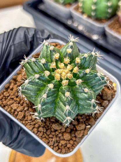 Gymnocalycium White Witcher (gy11) (9) | Collectable Plant