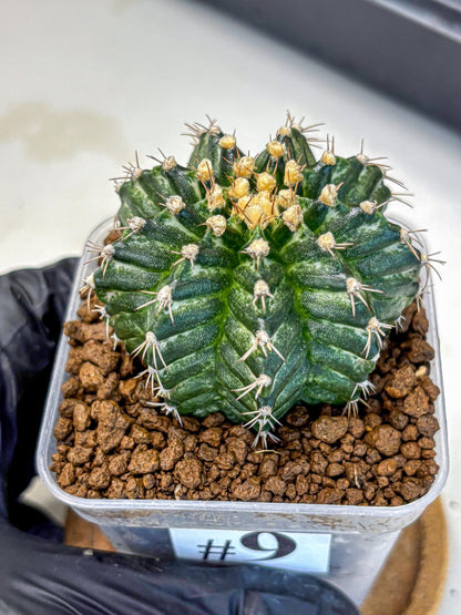 Gymnocalycium White Witcher (gy11) (9) | Collectable Plant