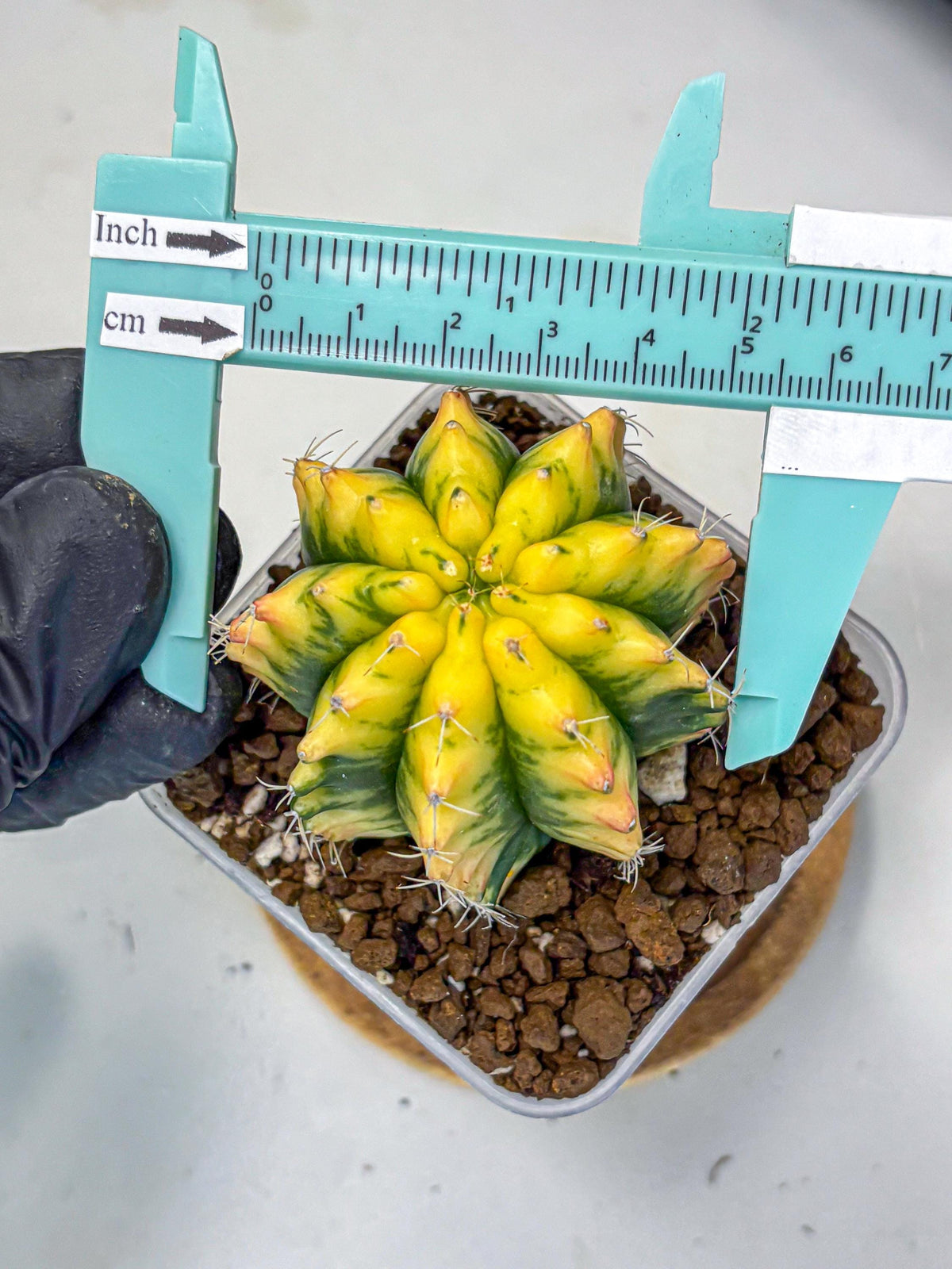Gymnocalycium Yuzu (gy11) (11) | Collectable Plant