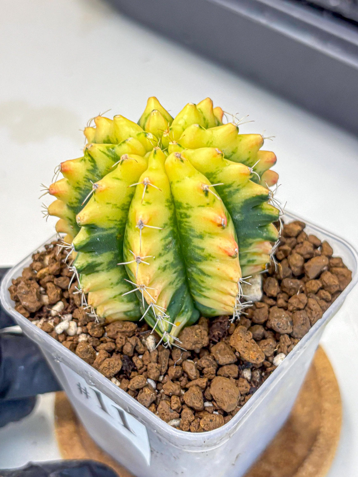 Gymnocalycium Yuzu (gy11) (11) | Collectable Plant