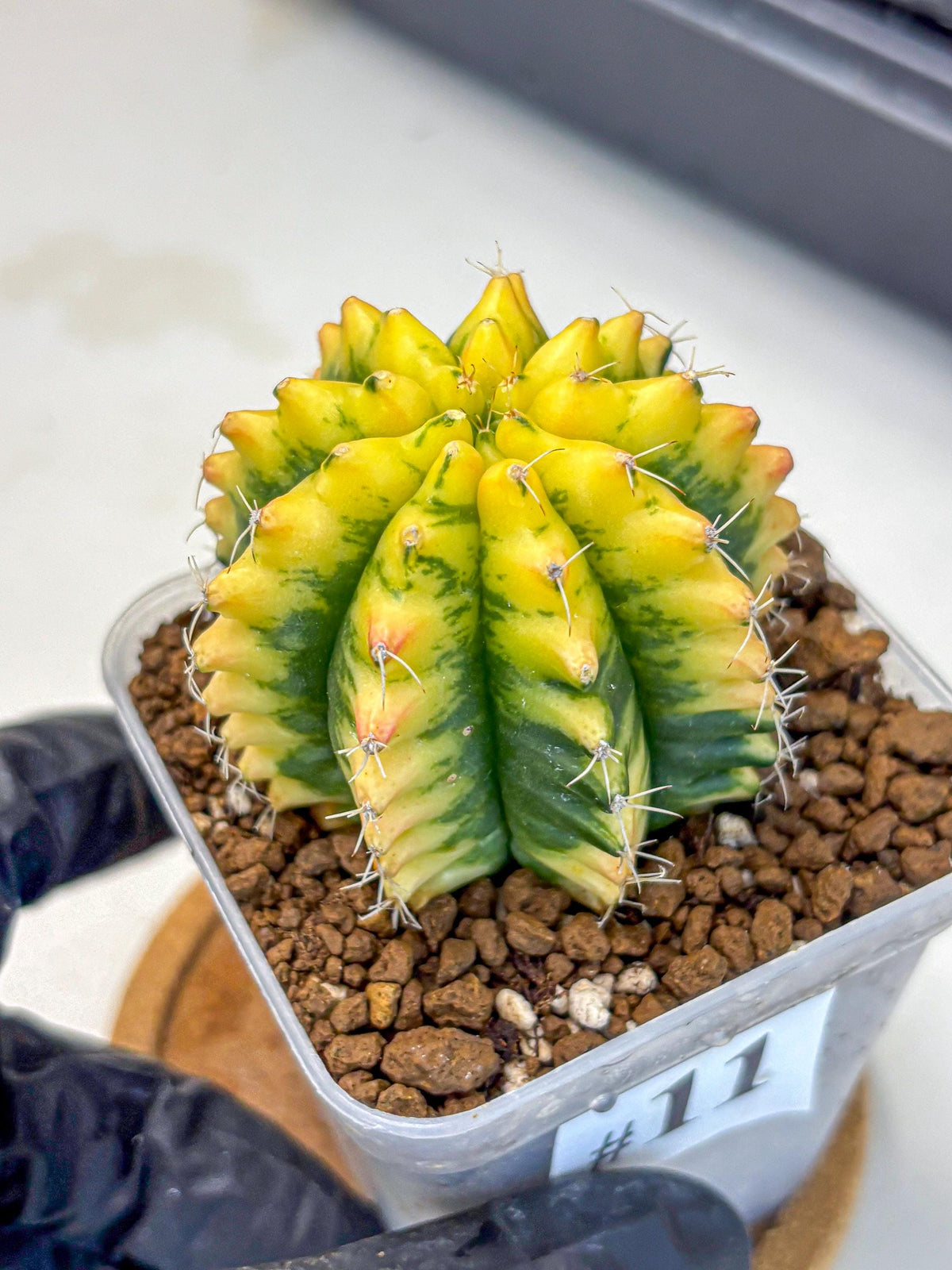Gymnocalycium Yuzu (gy11) (11) | Collectable Plant