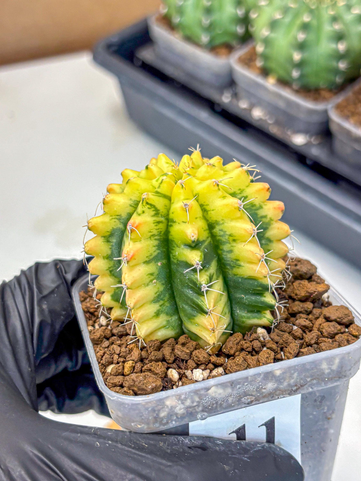 Gymnocalycium Yuzu (gy11) (11) | Collectable Plant