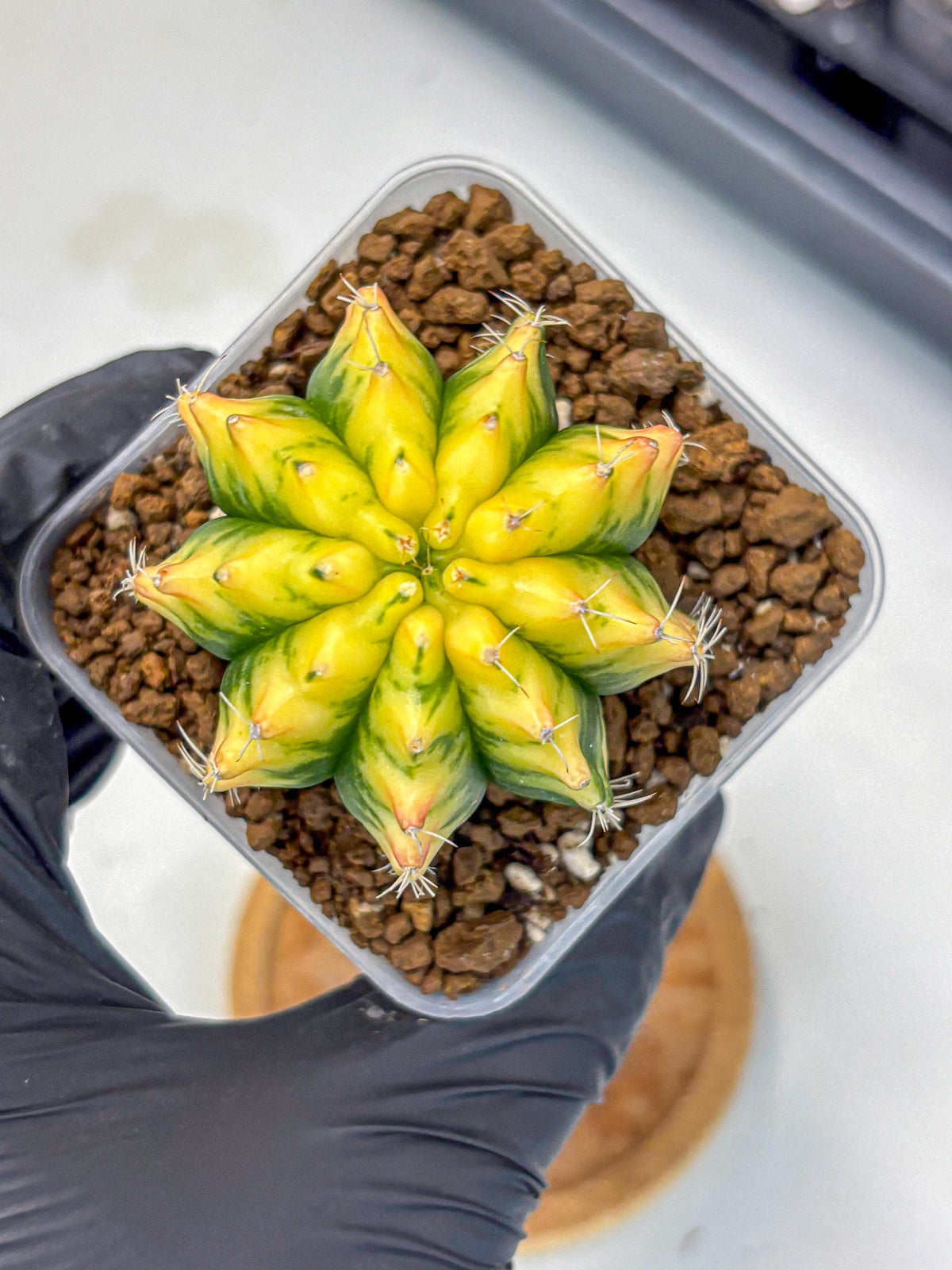Gymnocalycium Yuzu (gy11) (11) | Collectable Plant