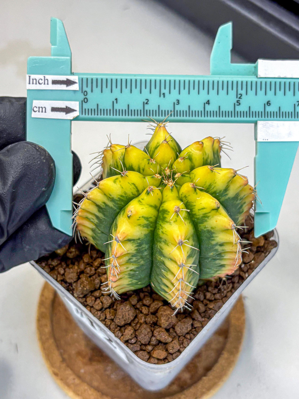 Gymnocalycium Yuzu (gy11) (12) | Collectable Plant