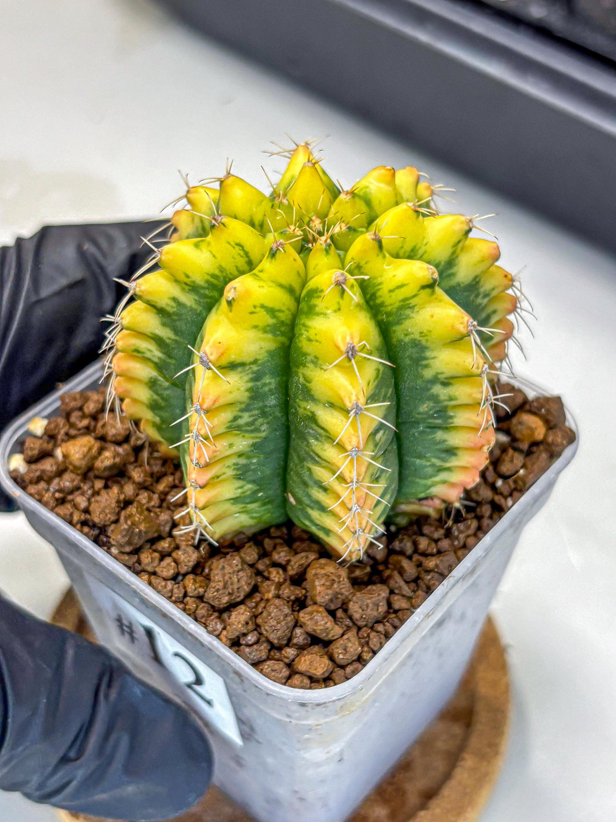 Gymnocalycium Yuzu (gy11) (12) | Collectable Plant