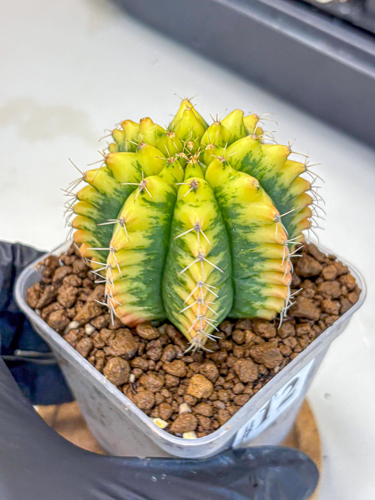 Gymnocalycium Yuzu (gy11) (12) | Collectable Plant