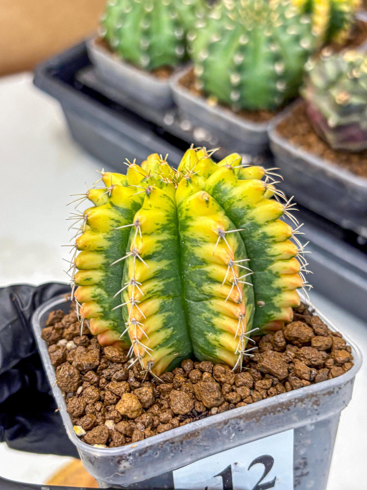 Gymnocalycium Yuzu (gy11) (12) | Collectable Plant