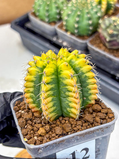 Gymnocalycium Yuzu (gy11) (12) | Collectable Plant