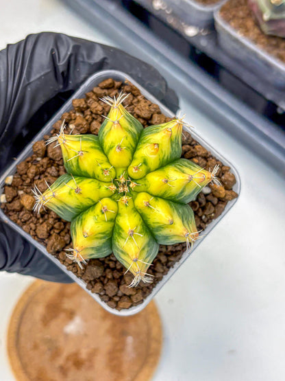 Gymnocalycium Yuzu (gy11) (12) | Collectable Plant