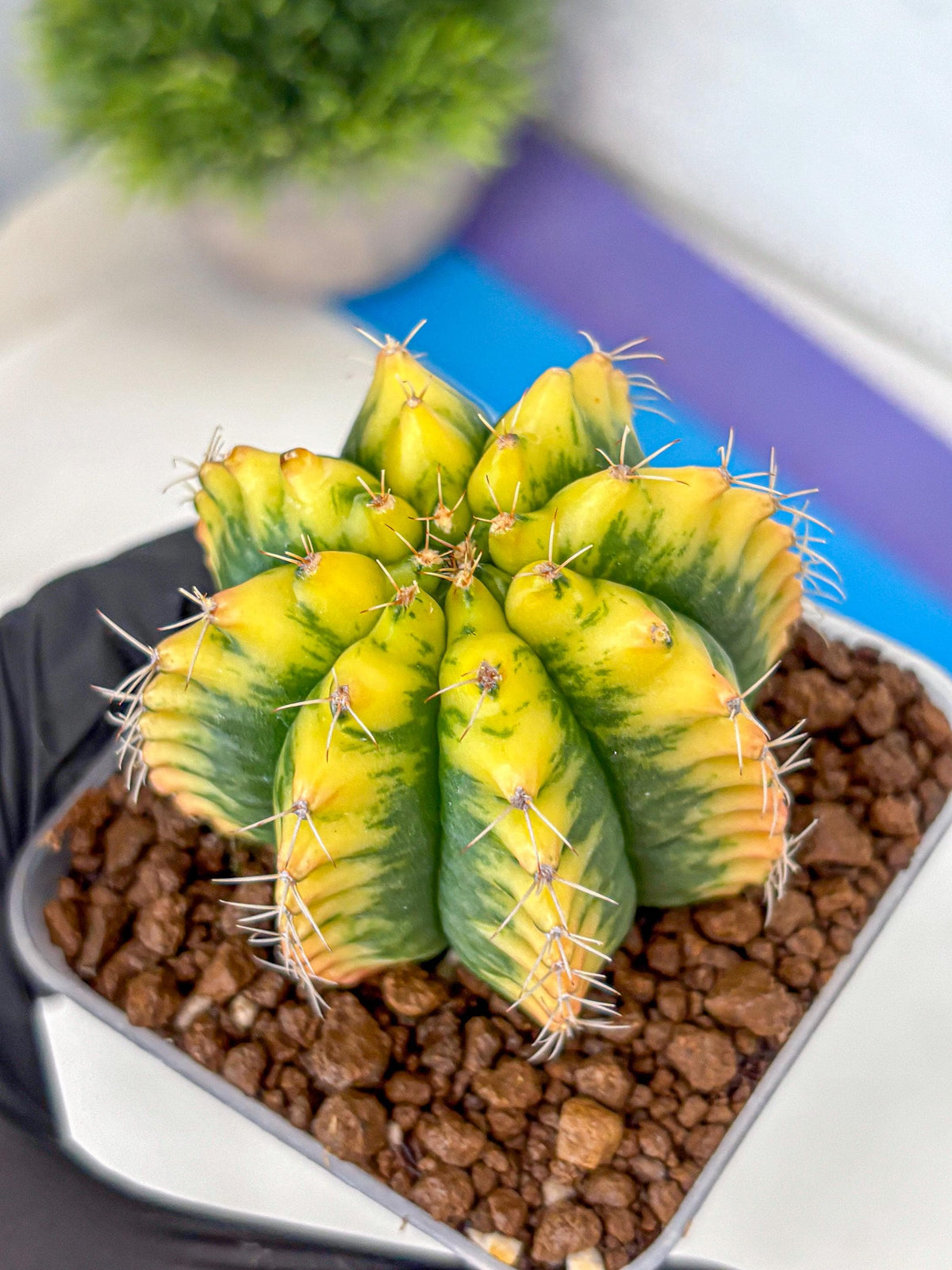 Gymnocalycium Yuzu (gy11) (12) | Collectable Plant