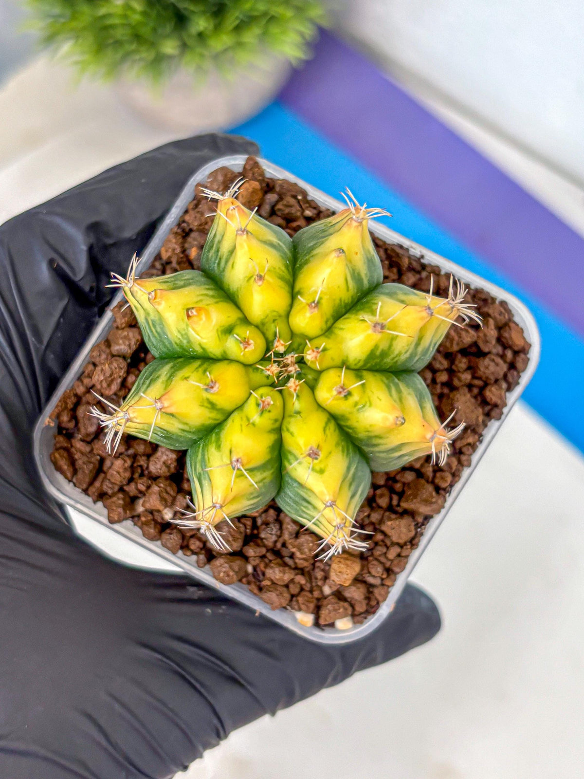 Gymnocalycium Yuzu (gy11) (12) | Collectable Plant