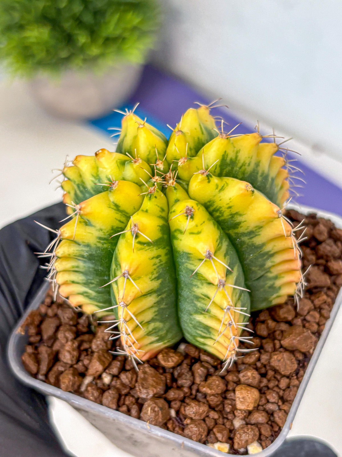 Gymnocalycium Yuzu (gy11) (12) | Collectable Plant
