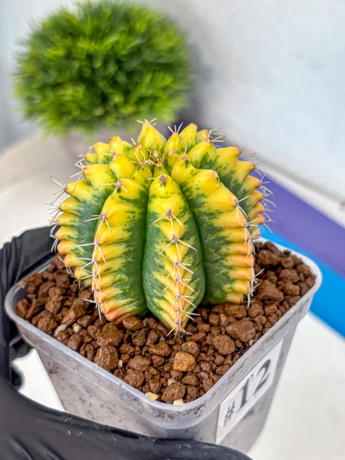 Gymnocalycium Yuzu (gy11) (12) | Collectable Plant