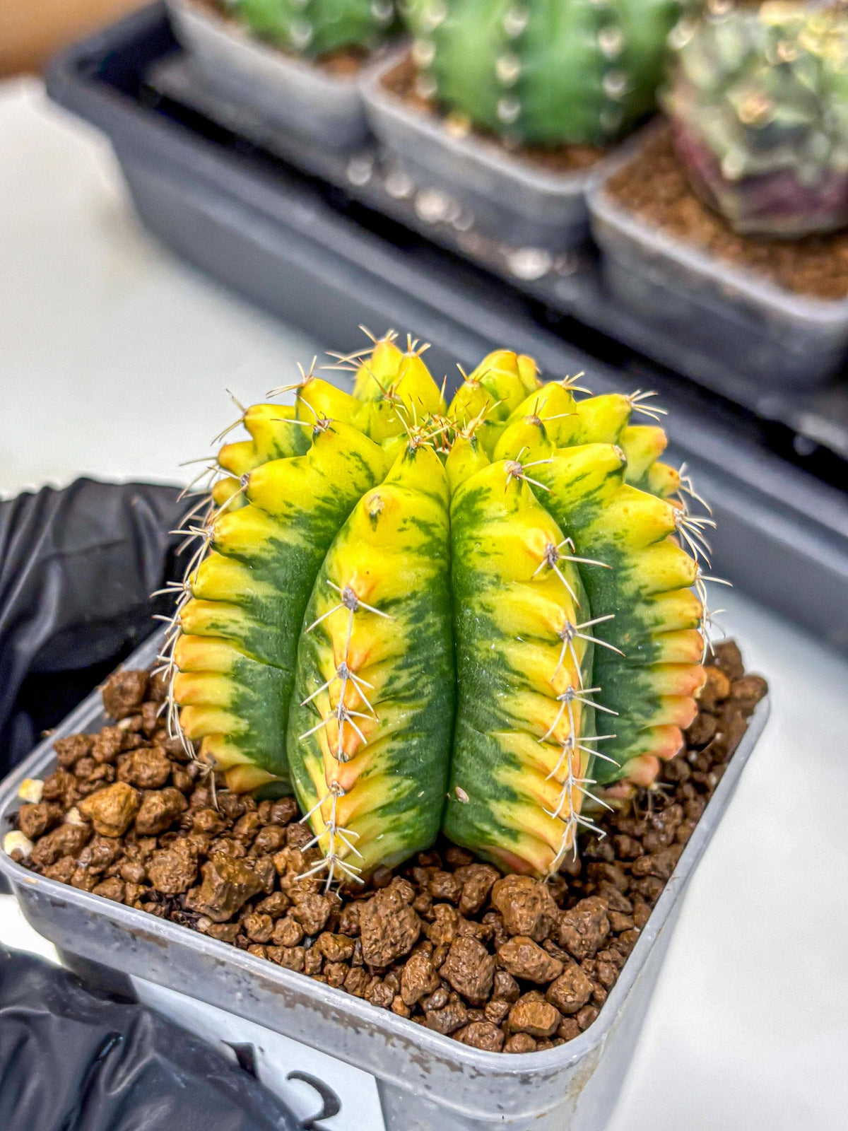 Gymnocalycium Yuzu (gy11) (12) | Collectable Plant