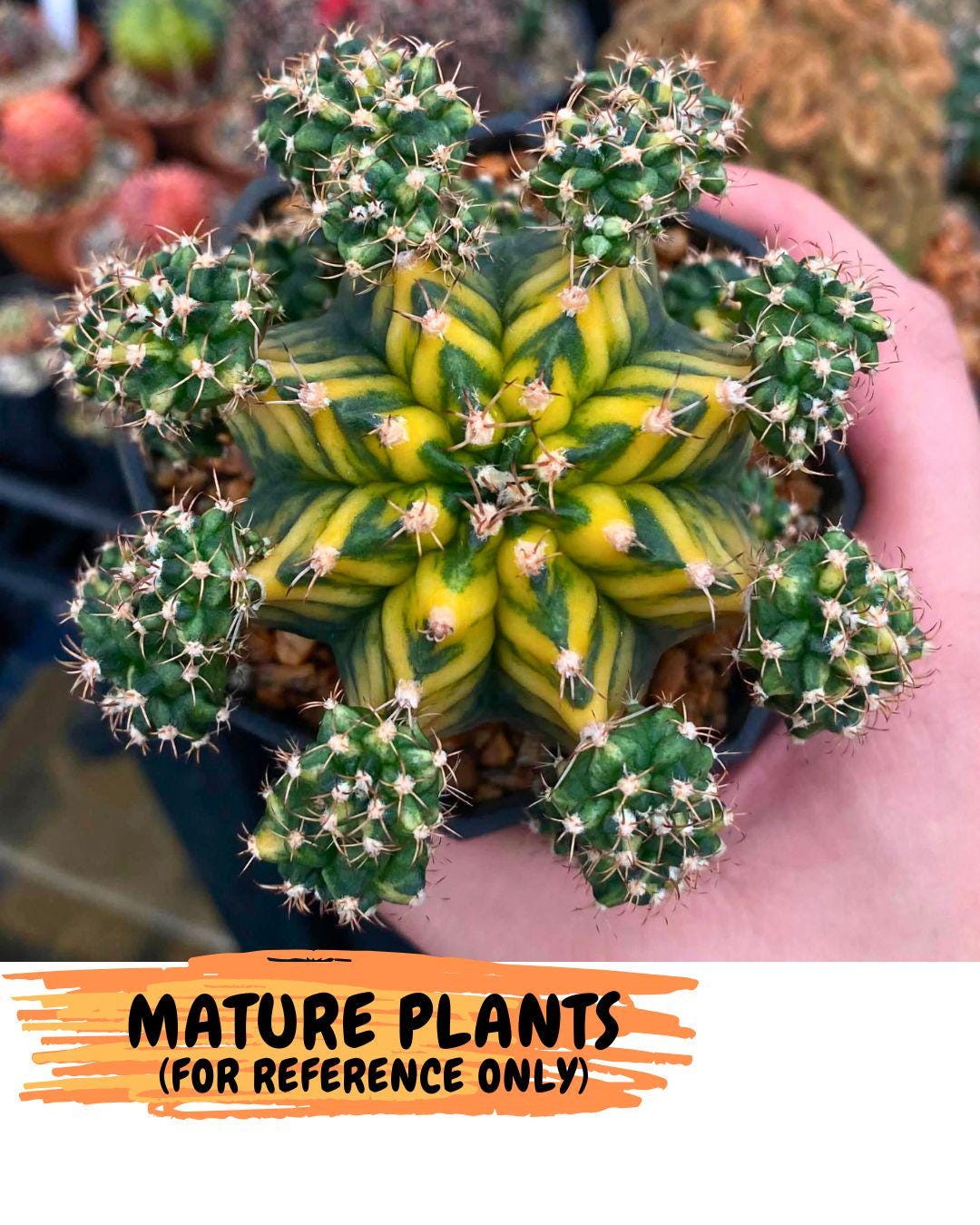 Gymnocalycium Yuzu (gy11) (12) | Collectable Plant