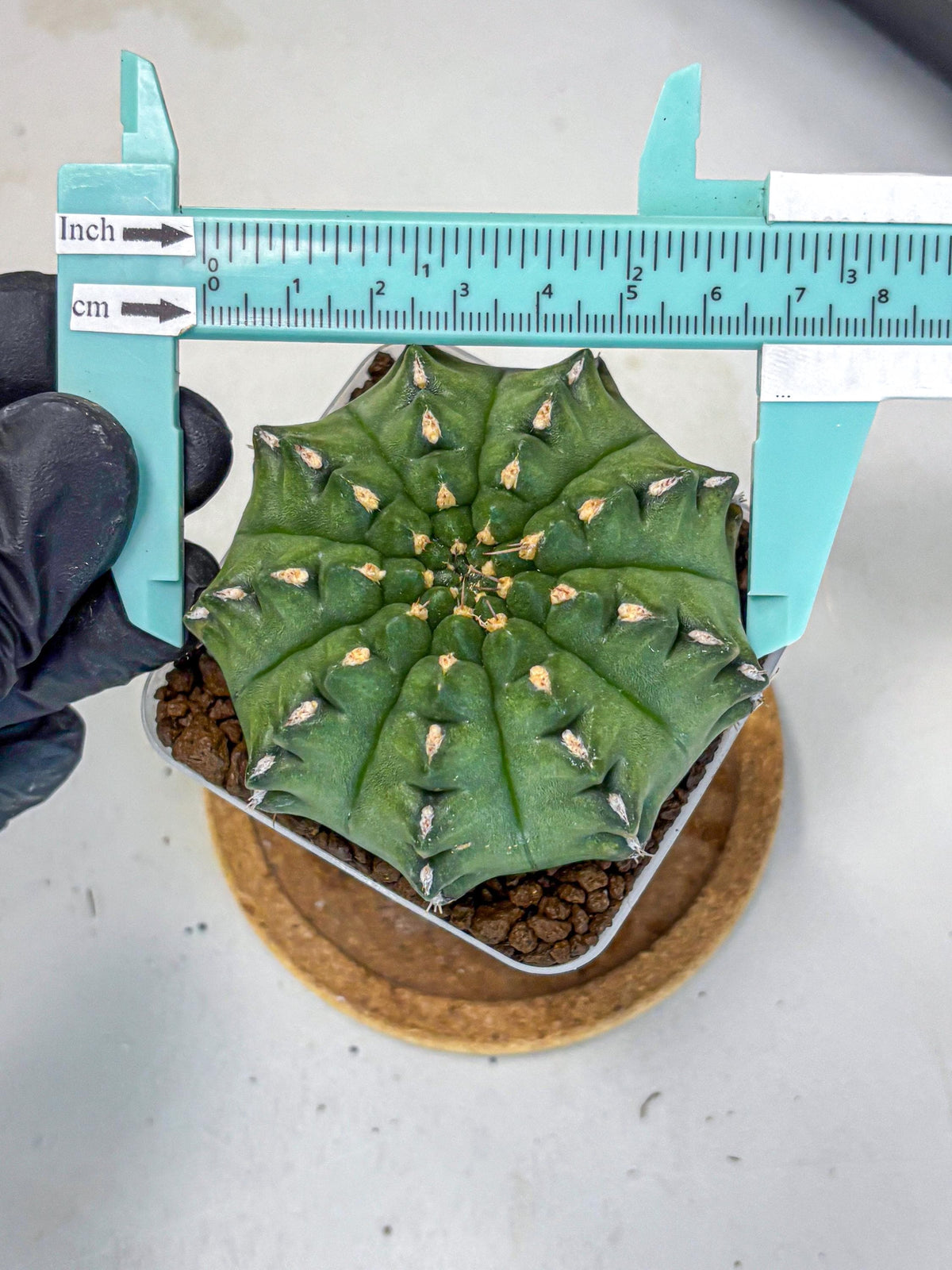 Gymnocalycium Gator (gy11) (13) | Collectable Plant