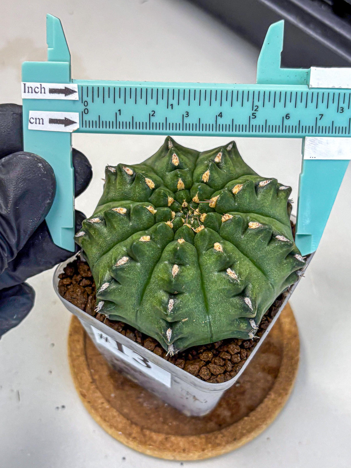 Gymnocalycium Gator (gy11) (13) | Collectable Plant