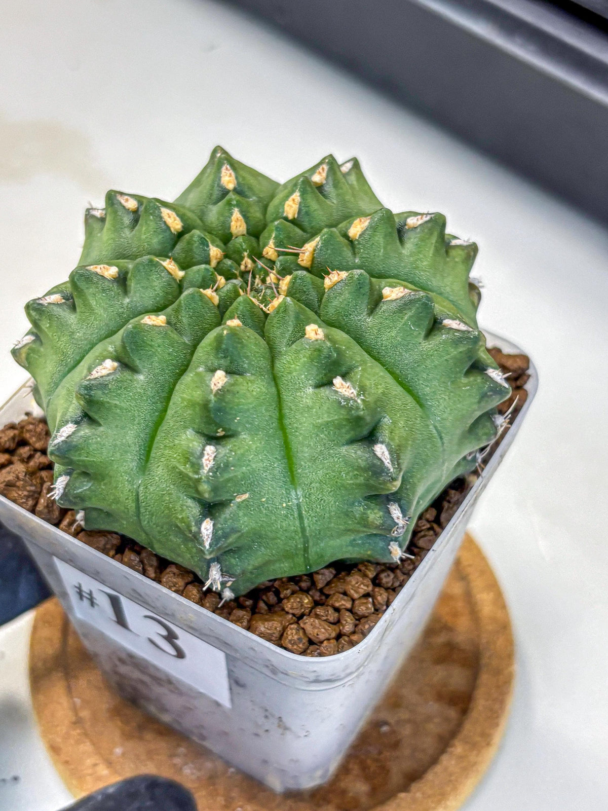 Gymnocalycium Gator (gy11) (13) | Collectable Plant