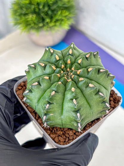 Gymnocalycium Gator (gy11) (13) | Collectable Plant