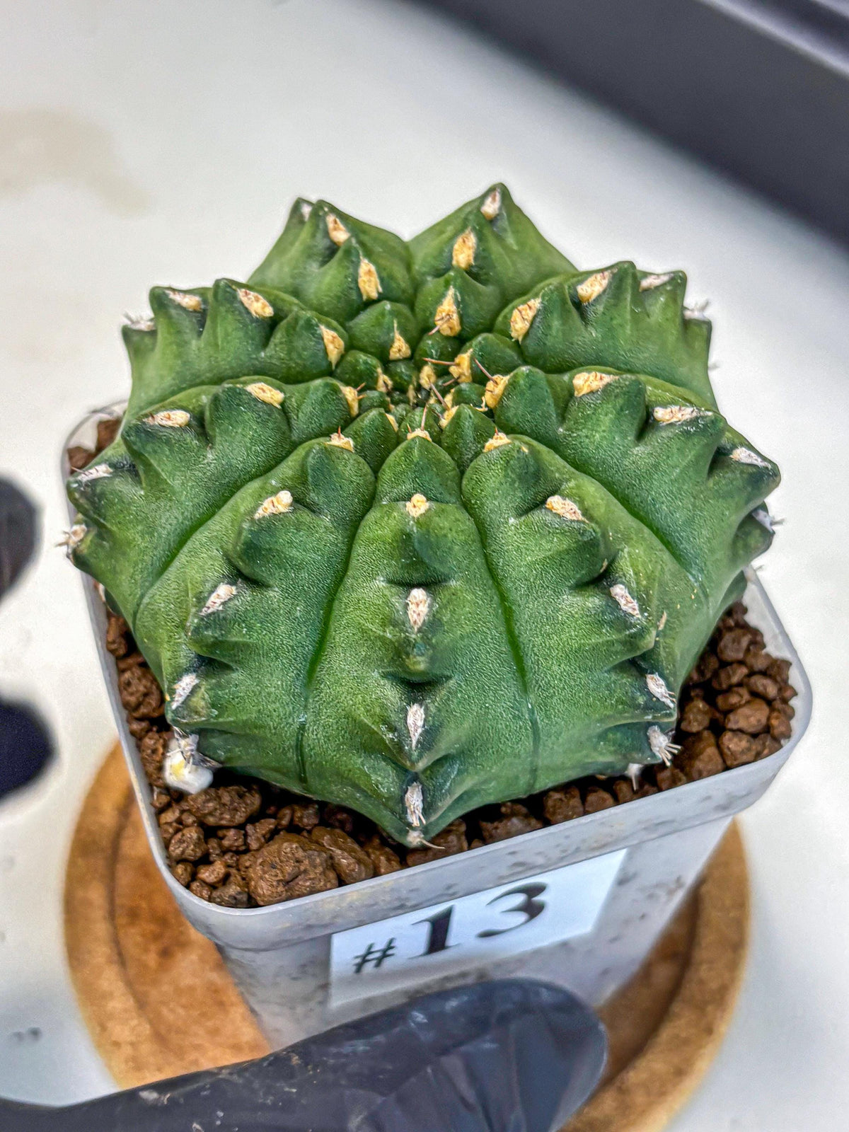 Gymnocalycium Gator (gy11) (13) | Collectable Plant