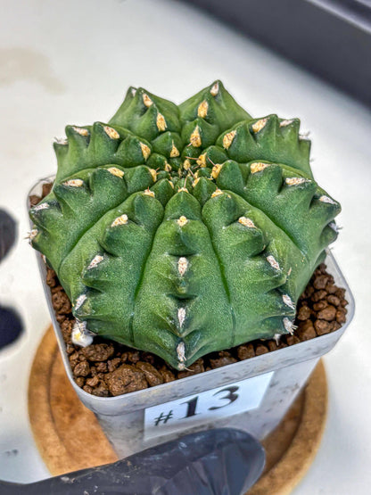 Gymnocalycium Gator (gy11) (13) | Collectable Plant