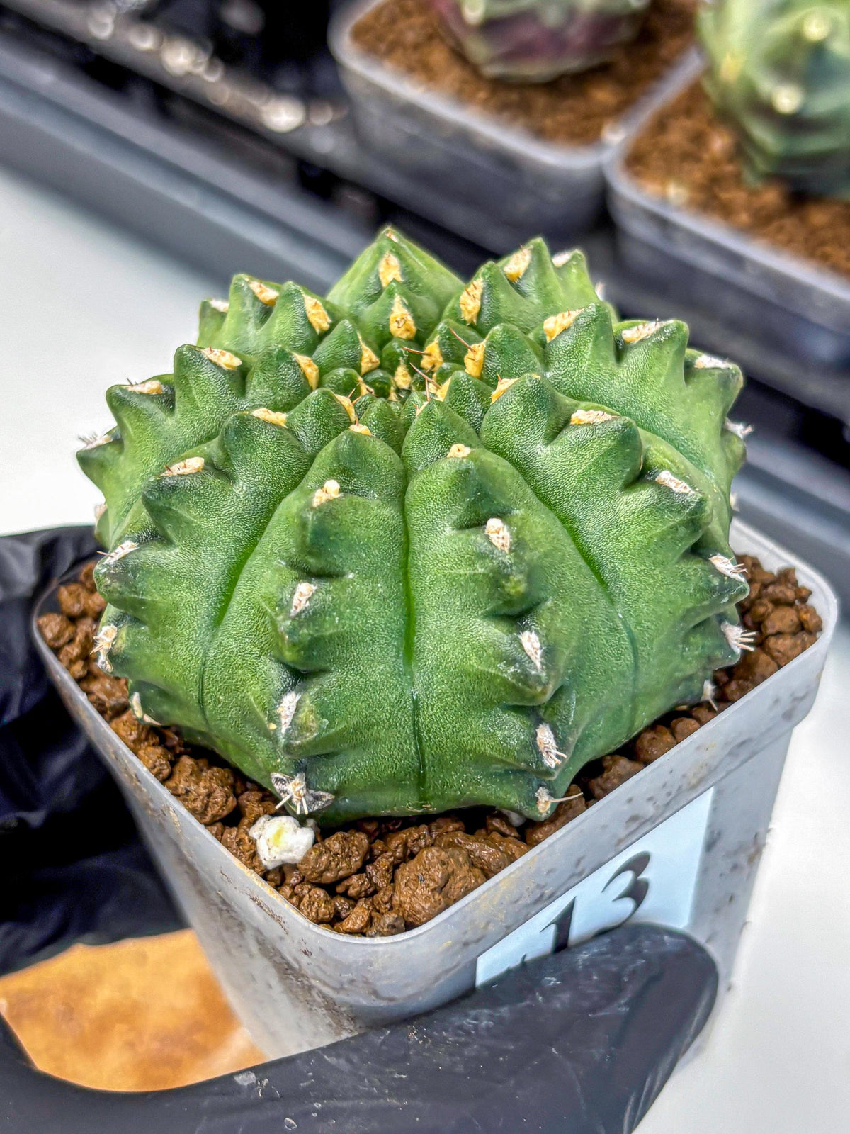 Gymnocalycium Gator (gy11) (13) | Collectable Plant
