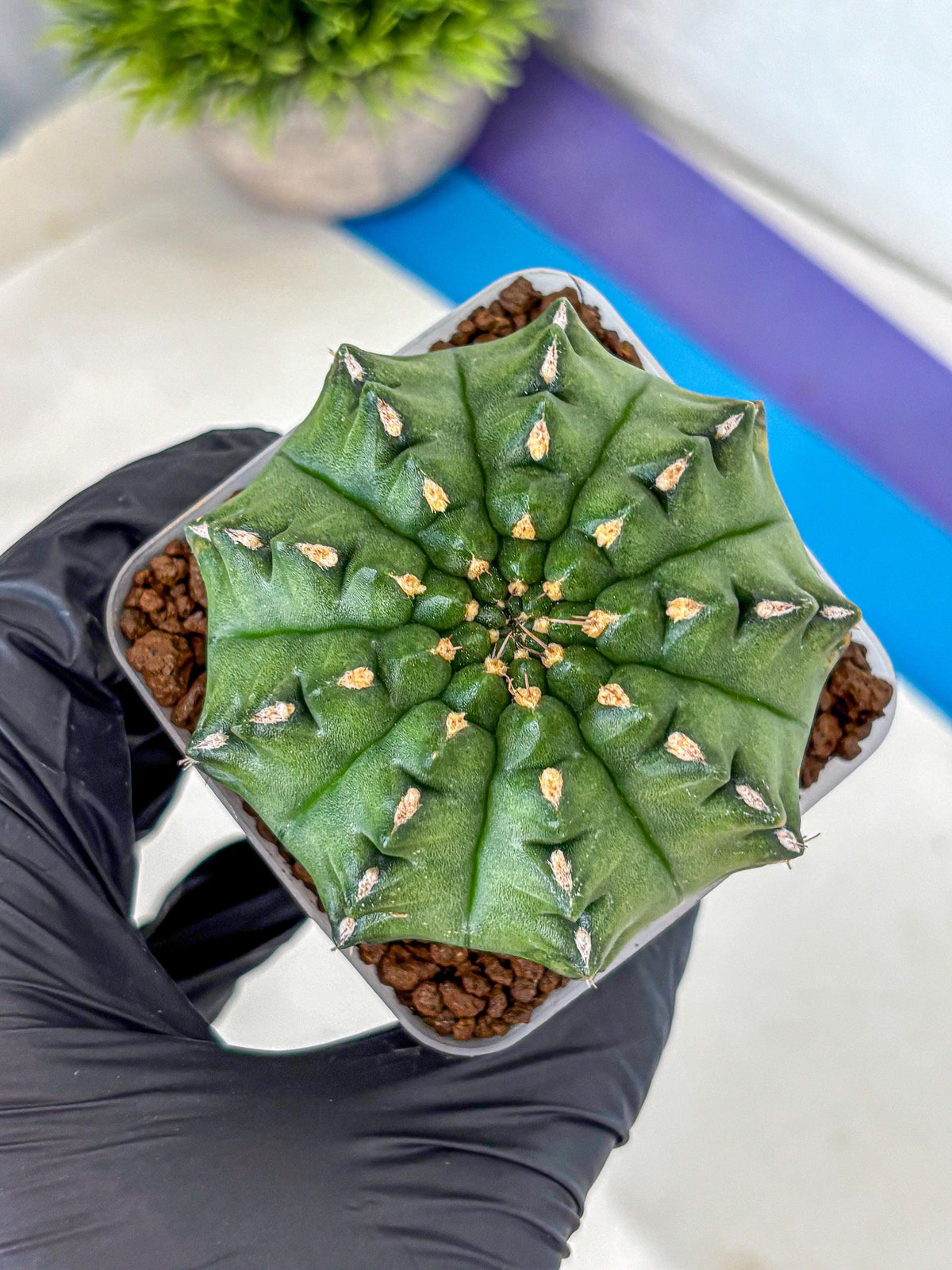 Gymnocalycium Gator (gy11) (13) | Collectable Plant