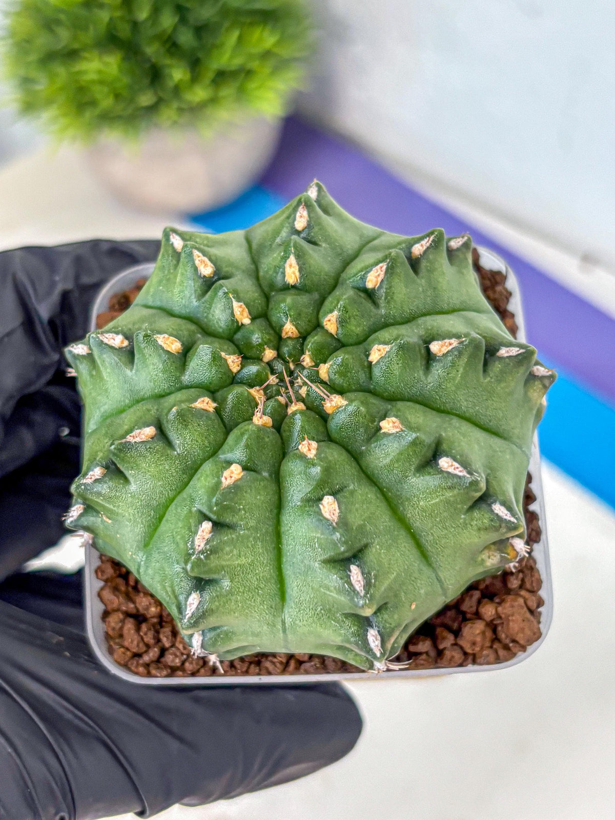 Gymnocalycium Gator (gy11) (13) | Collectable Plant