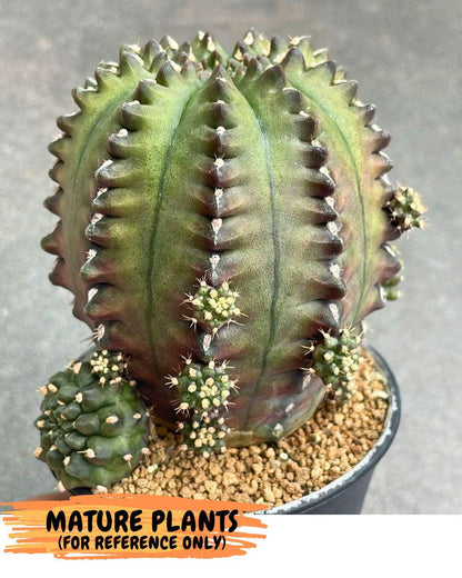 Gymnocalycium Gator (gy11) (13) | Collectable Plant