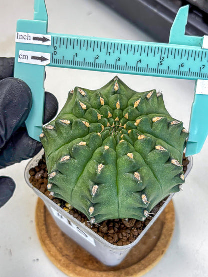 Gymnocalycium Gator (gy11) (15) | Collectable Plant