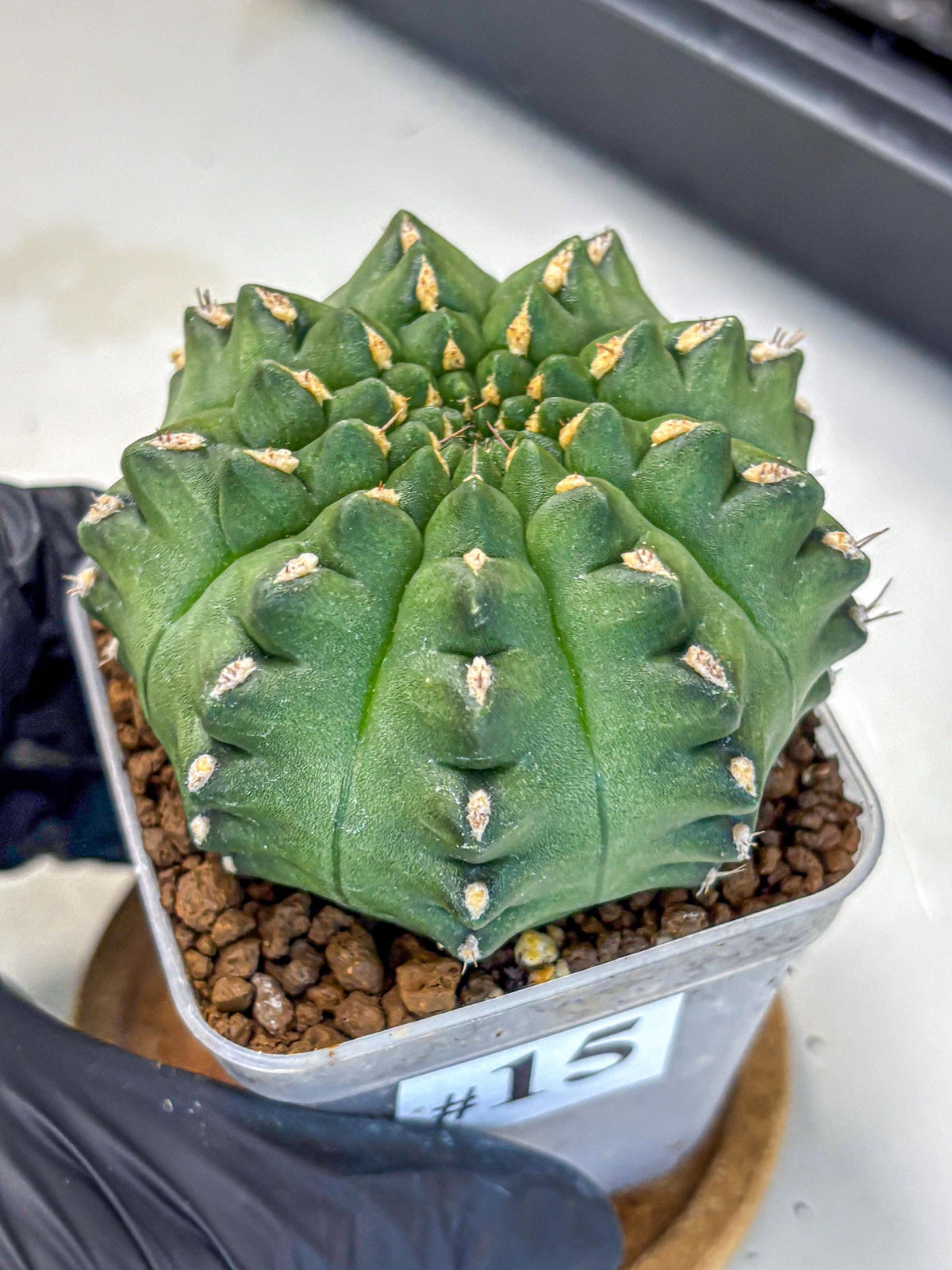 Gymnocalycium Gator (gy11) (15) | Collectable Plant
