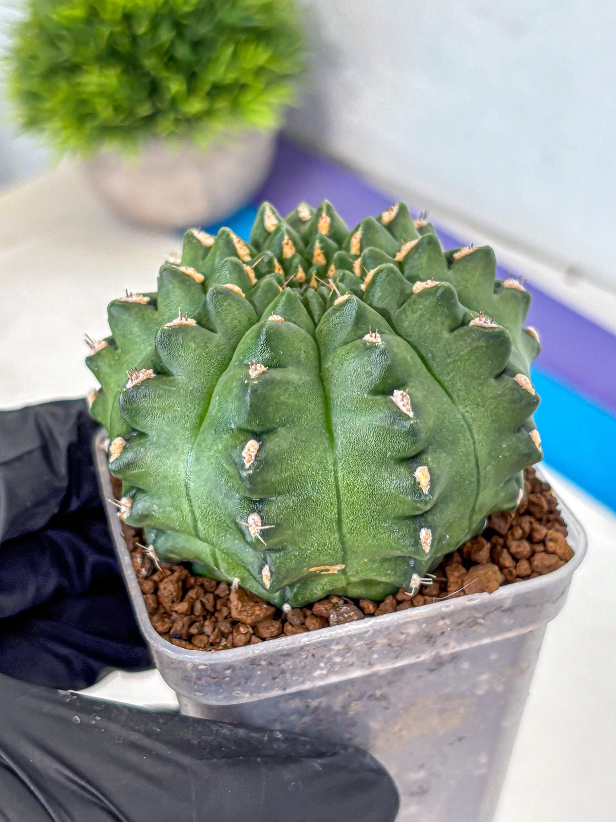 Gymnocalycium Gator (gy11) (15) | Collectable Plant
