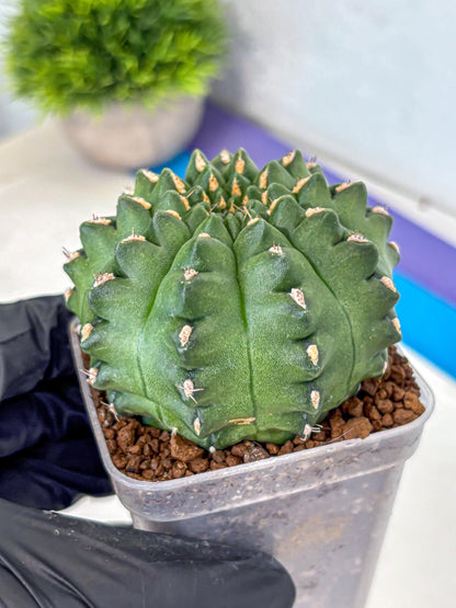 Gymnocalycium Gator (gy11) (15) | Collectable Plant