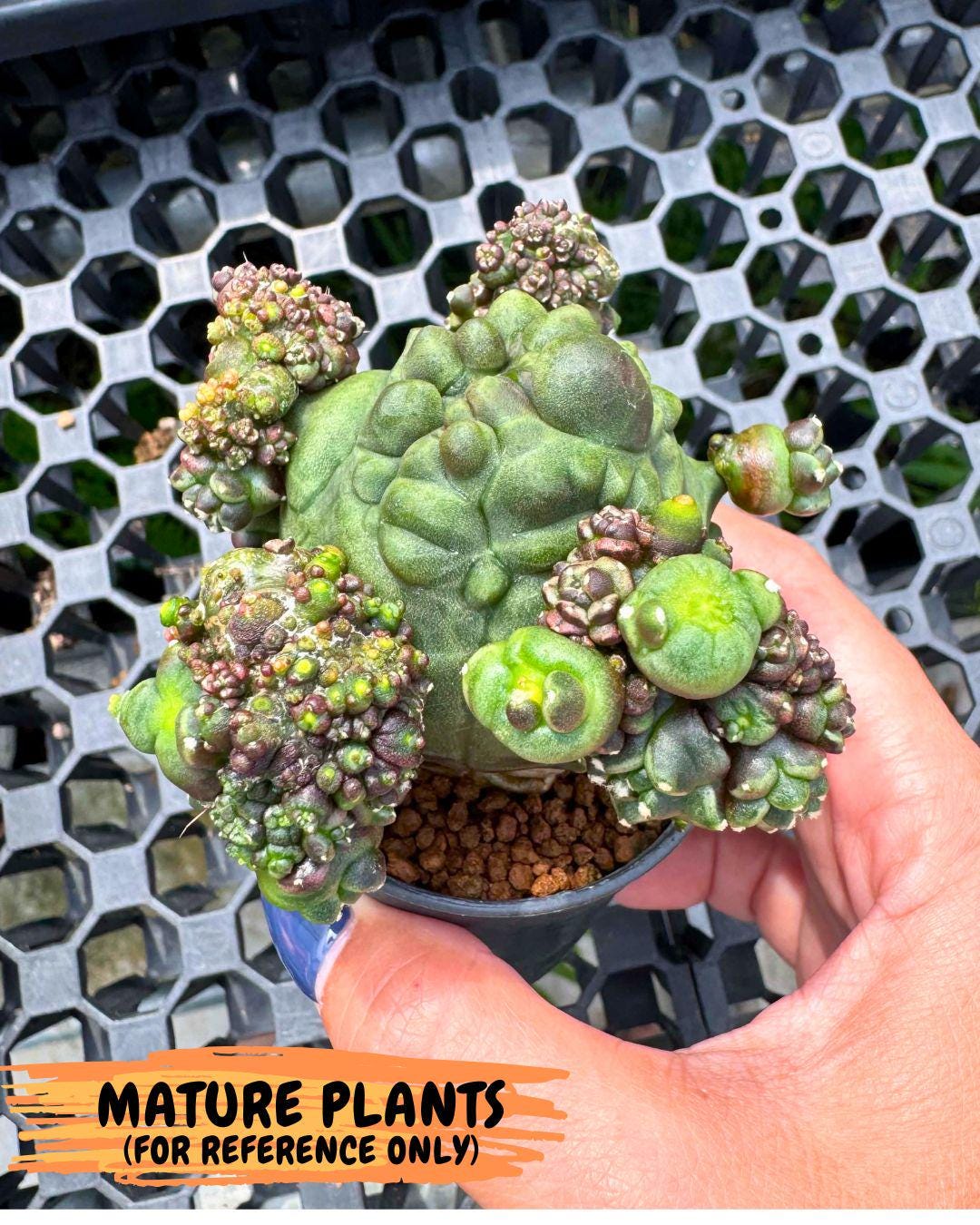 Gymnocalycium Montrose (gy11) (16) | Collectable Plant
