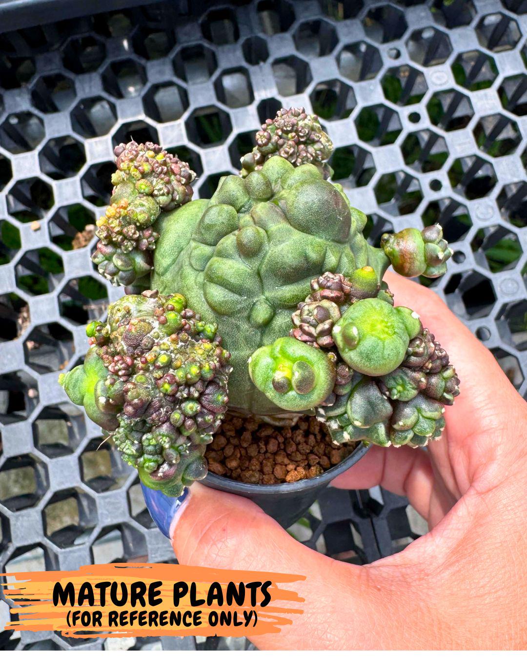 Gymnocalycium Montrose (gy11) (16) | Collectable Plant