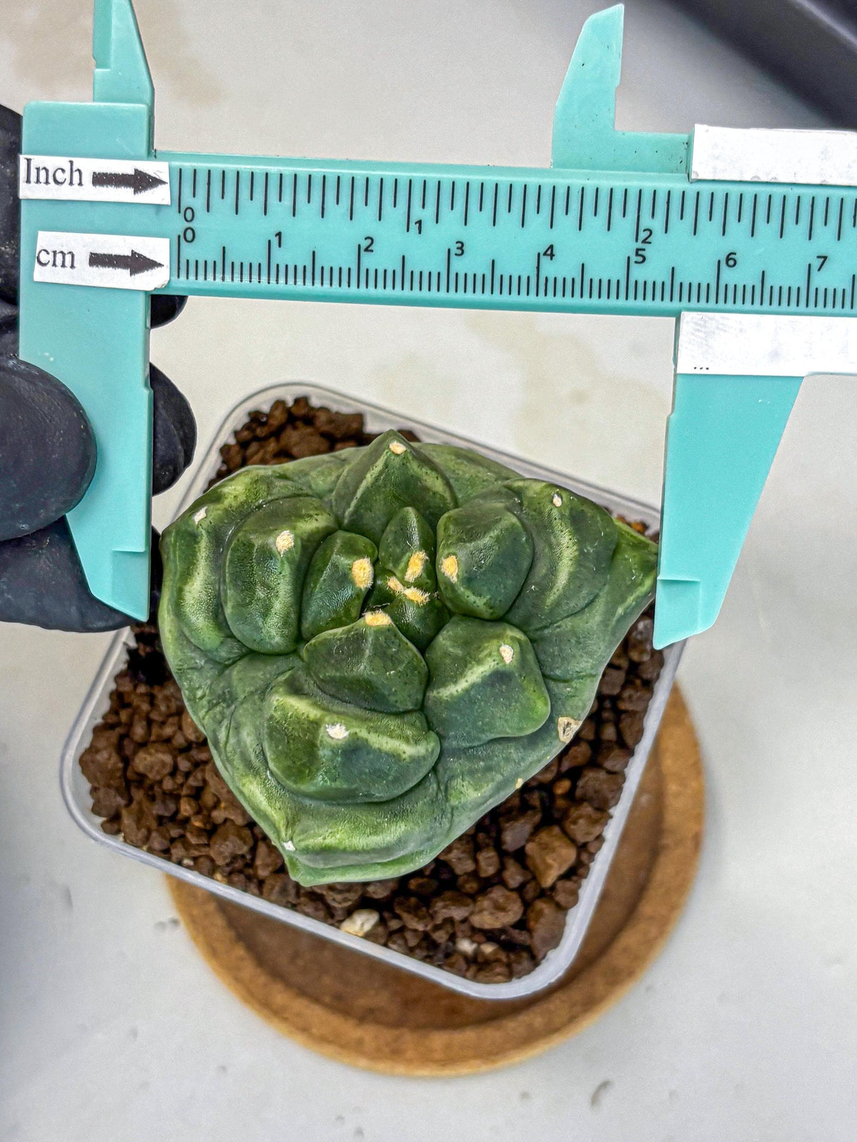 Gymnocalycium Montrose (gy11) (16) | Collectable Plant