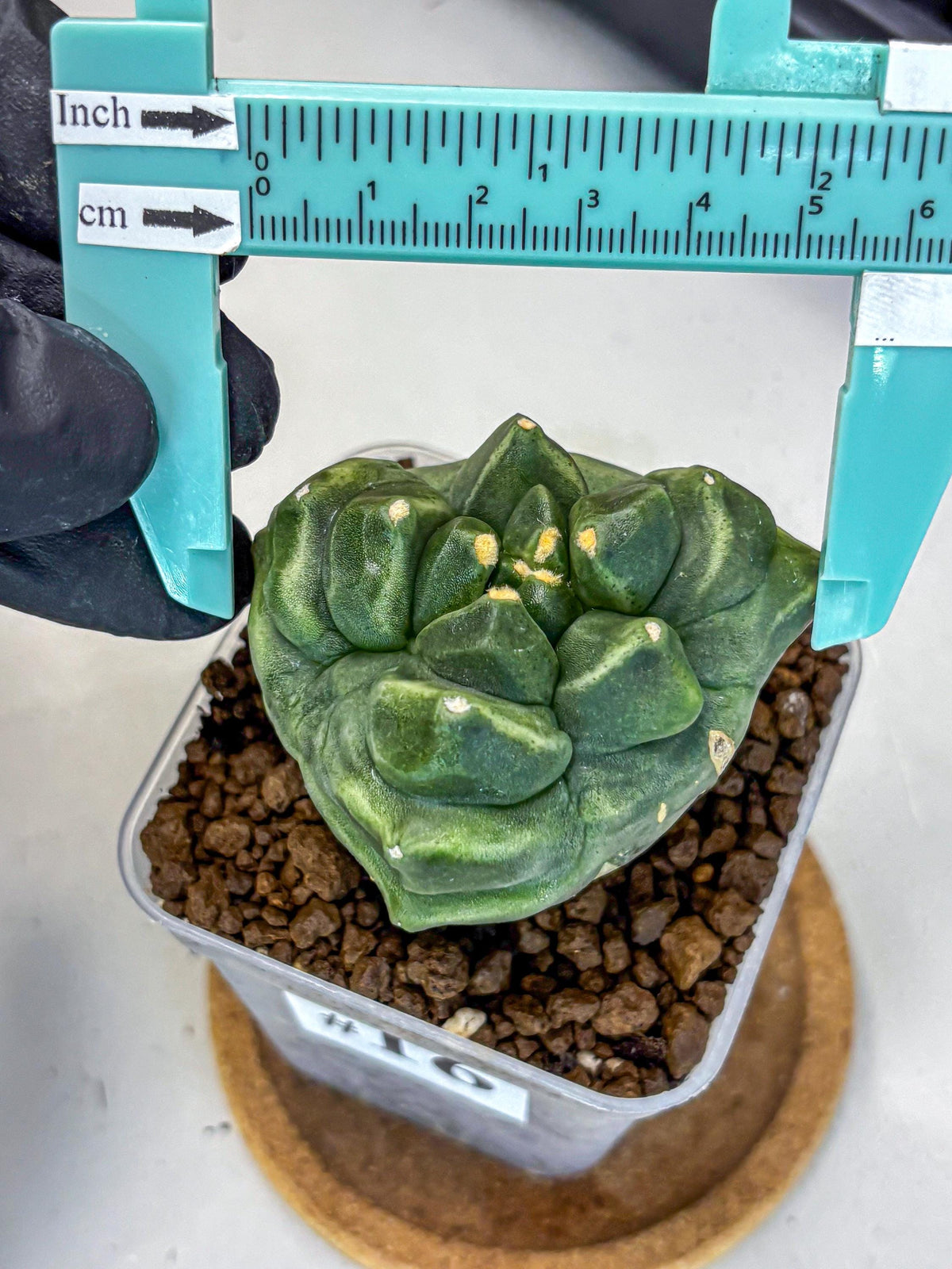 Gymnocalycium Montrose (gy11) (16) | Collectable Plant