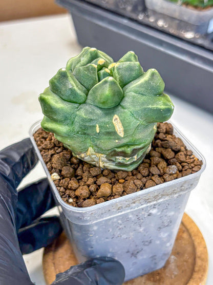Gymnocalycium Montrose (gy11) (16) | Collectable Plant