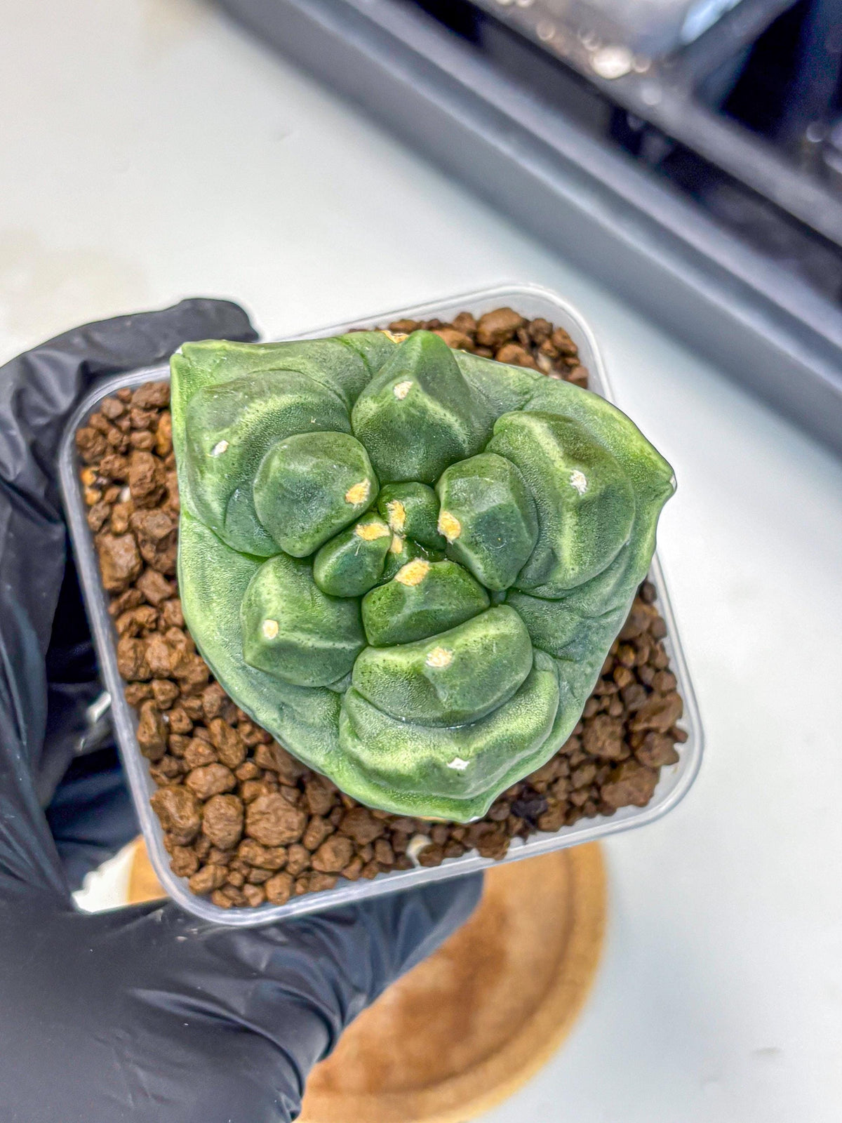 Gymnocalycium Montrose (gy11) (16) | Collectable Plant