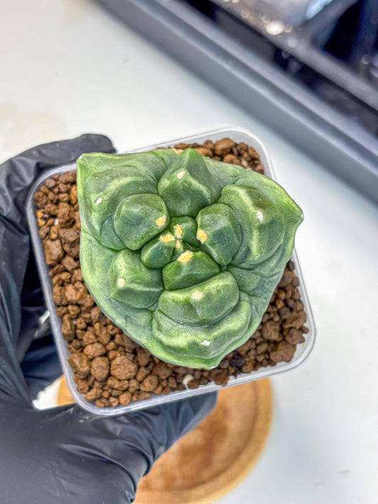 Gymnocalycium Montrose (gy11) (16) | Collectable Plant