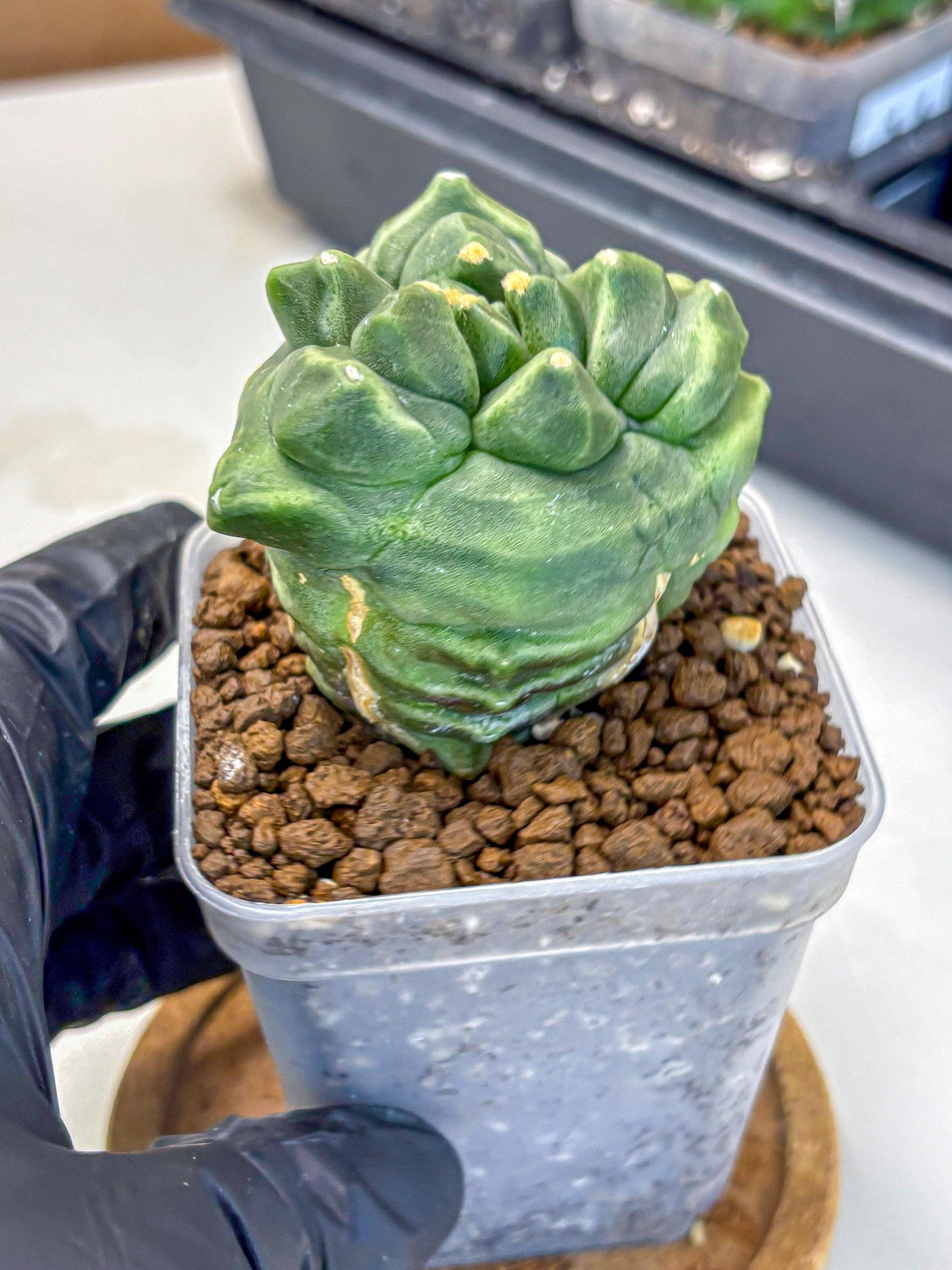 Gymnocalycium Montrose (gy11) (16) | Collectable Plant