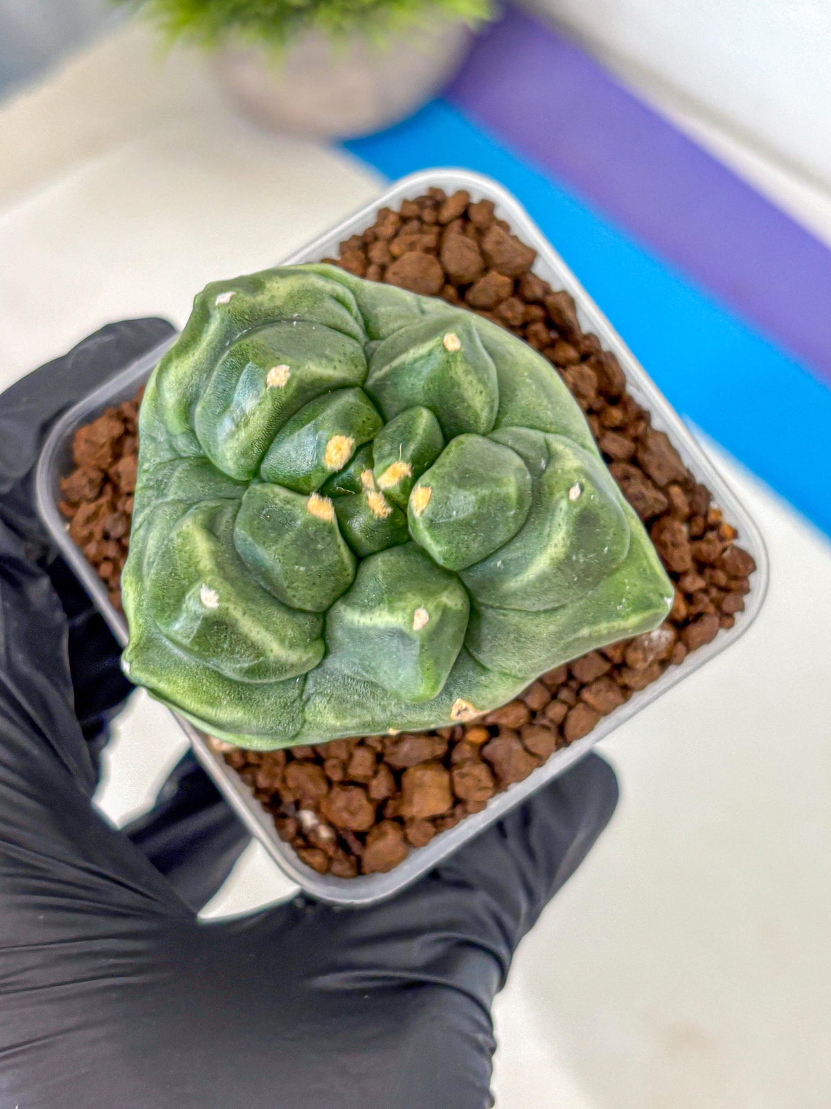Gymnocalycium Montrose (gy11) (16) | Collectable Plant