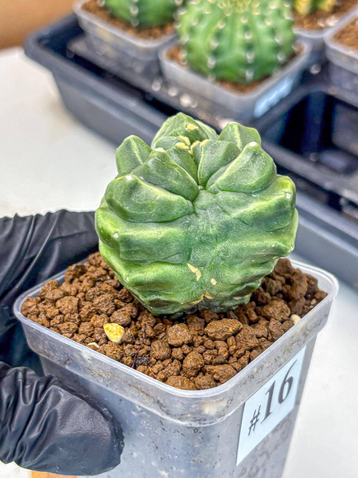 Gymnocalycium Montrose (gy11) (16) | Collectable Plant