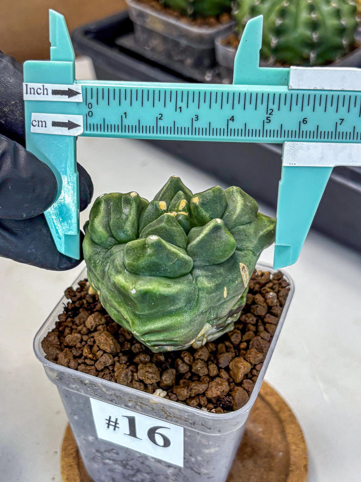 Gymnocalycium Montrose (gy11) (16) | Collectable Plant