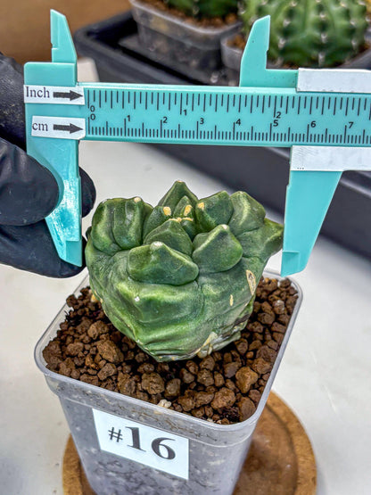 Gymnocalycium Montrose (gy11) (16) | Collectable Plant