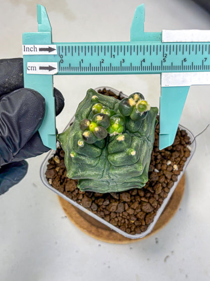 Gymnocalycium Montrose (gy11) (17) | Collectable Plant
