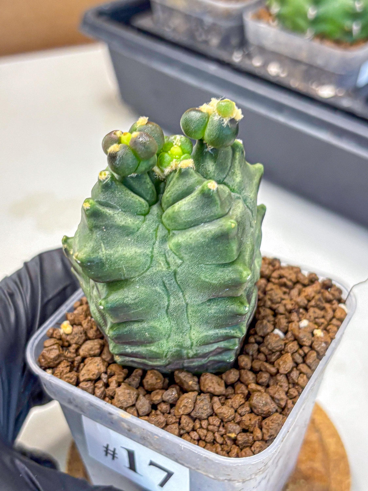 Gymnocalycium Montrose (gy11) (17) | Collectable Plant