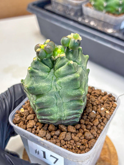 Gymnocalycium Montrose (gy11) (17) | Collectable Plant