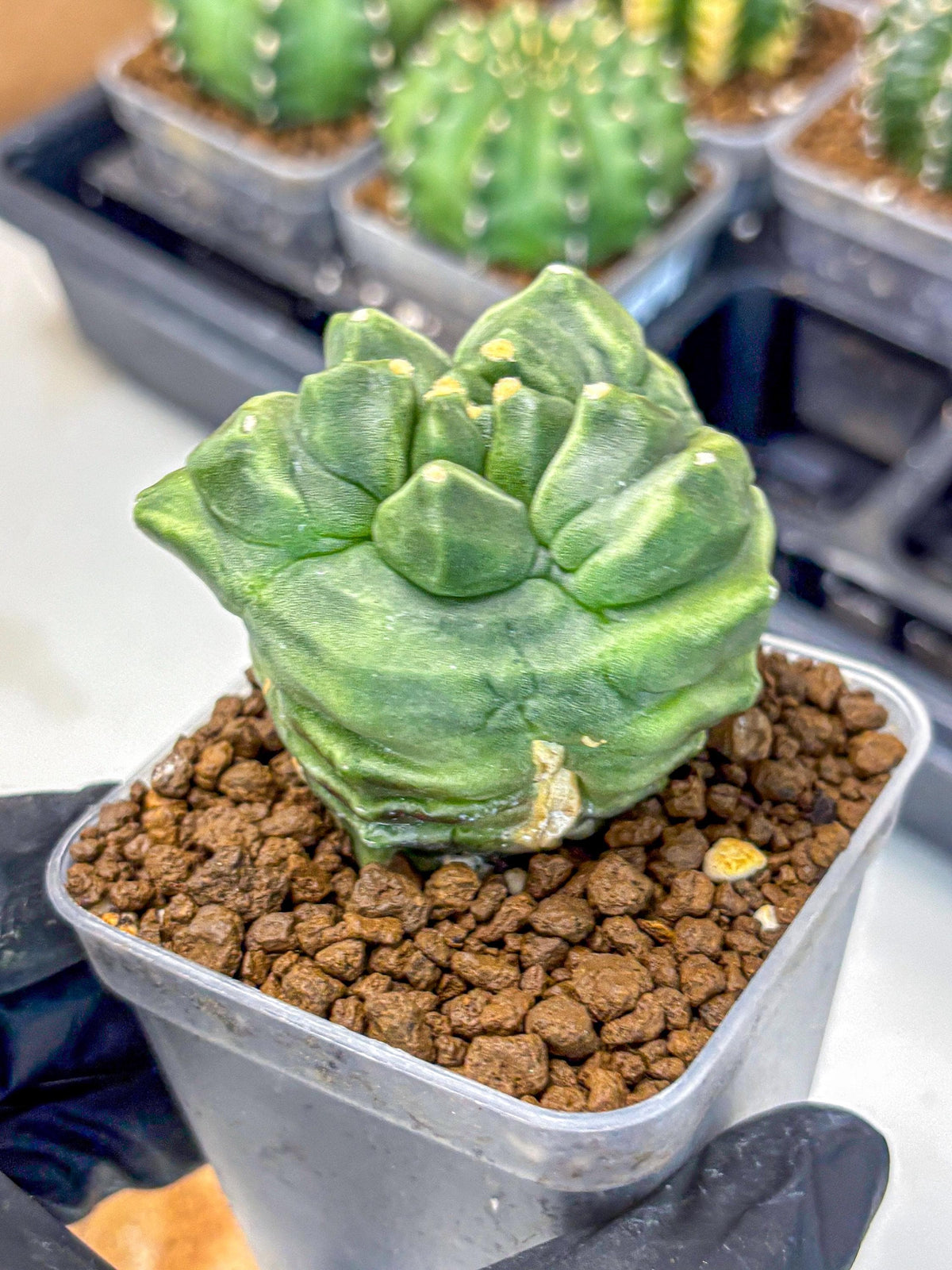 Gymnocalycium Montrose (gy11) (16) | Collectable Plant